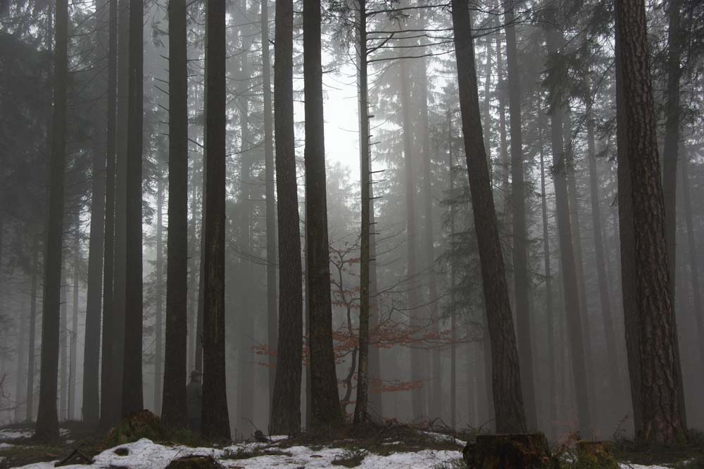 Wald-im-Testel